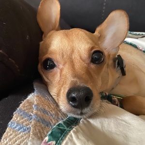 Meet your Posher, Misty